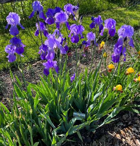 Heritage Iris Sale