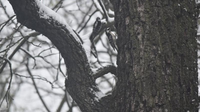 In the Outdoors: Cozy Creations for Feathered Friends