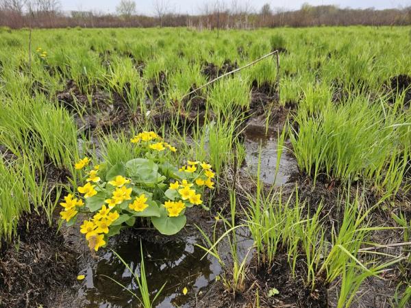 Searls Natural Areas Stewards Workday