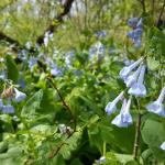In the Outdoors: Wondrous Wildflowers