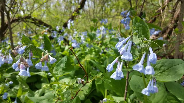 In the Outdoors: Wondrous Wildflowers