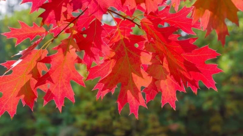 Tree Giveaway 
