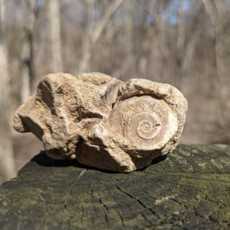 In the Outdoors: Fossil Frenzy!