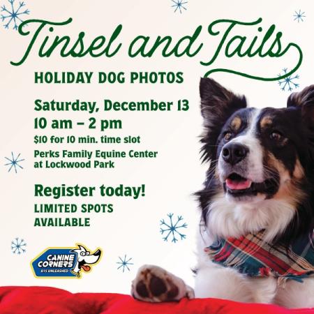 Tinsel and Tails: Holiday Dog Photos