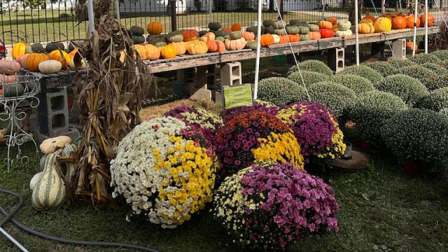 Discovering Vibrance at, The Shady Tree Farm Market in Beloit