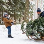 Live or Fake Christmas Tree? And where do I get one? 