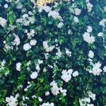 Floral Backdrop business owner Cece celebrates 1 Year of Service! 